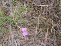 Drosera drummondii