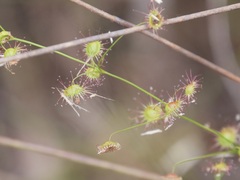 Drosera drummondii