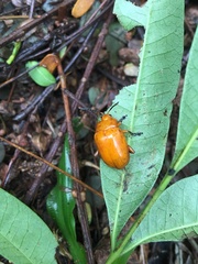 Podontia lutea