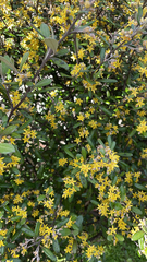 Corokia buddleioides