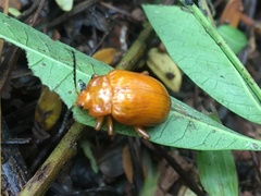 Podontia lutea