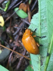 Podontia lutea