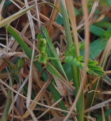 Dichromorpha prominula