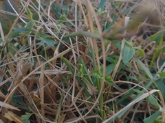 Dichromorpha prominula