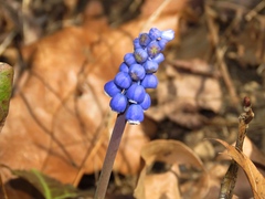 Muscari botryoides