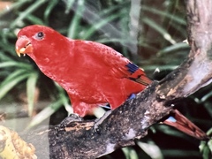 Eclectus roratus