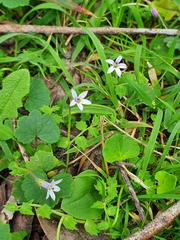 Lobelia pedunculata