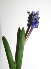 Muscari botryoides