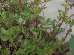 Laurembergia repens
