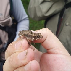 Incilius mazatlanensis