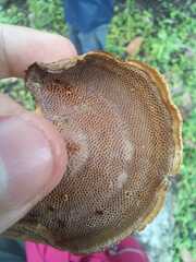 Coltricia cinnamomea