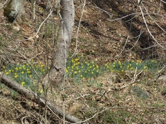 Narcissus