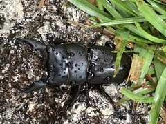 Serrognathus kyanrauensis