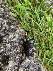 Serrognathus kyanrauensis