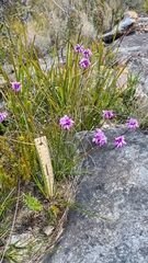 Sowerbaea juncea