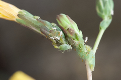 Acyrthosiphon lactucae