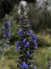 Salvia lavanduloides