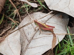 Aiolopus thalassinus