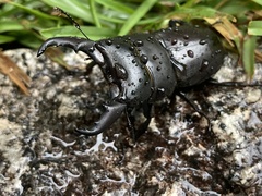 Serrognathus kyanrauensis