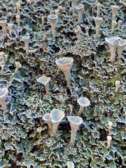 Cladonia asahinae