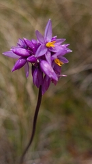 Sowerbaea juncea