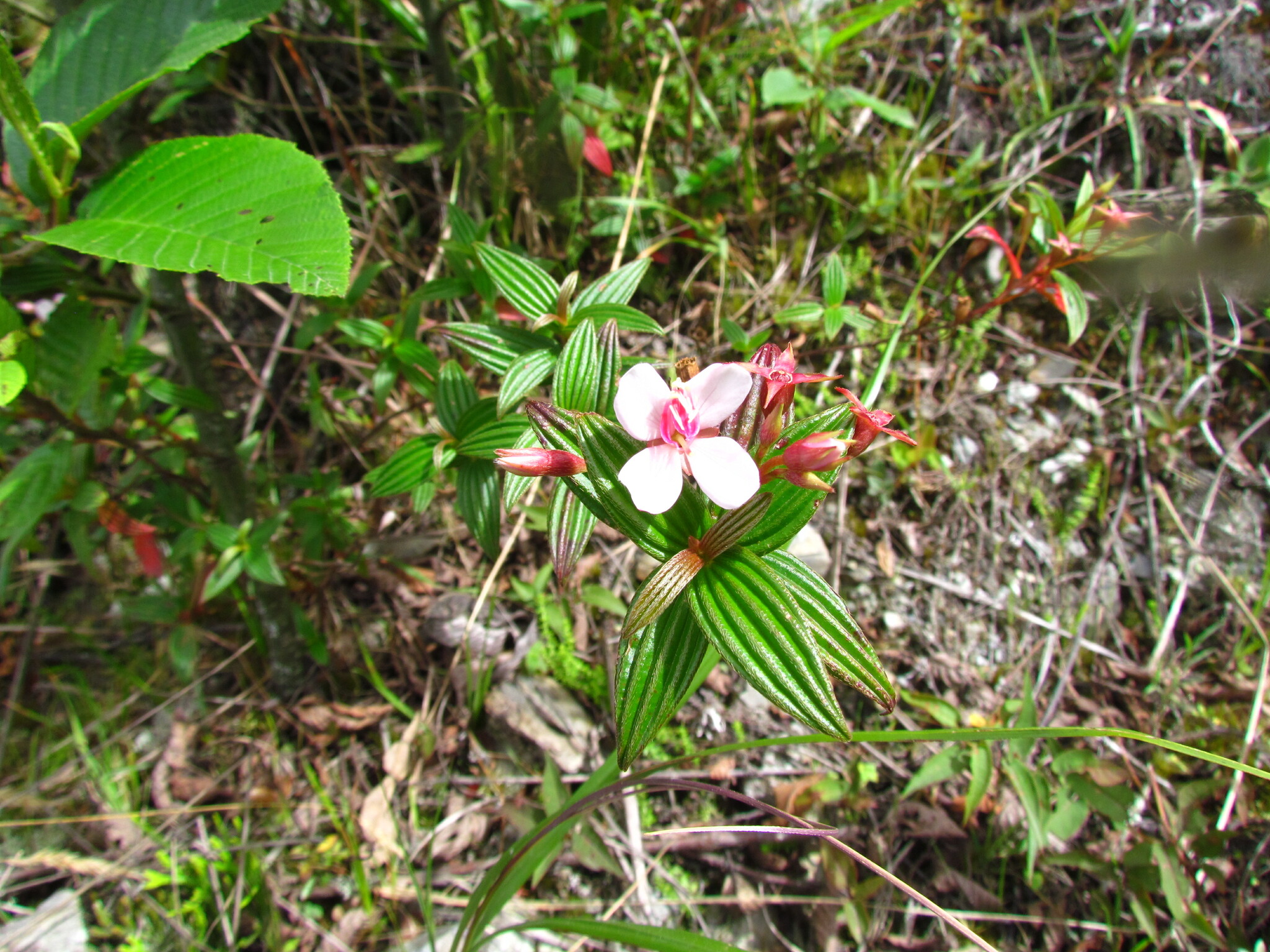 Monochaetum lineatum image
