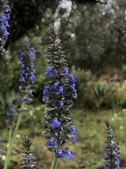 Salvia lavanduloides