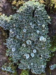 Cladonia asahinae