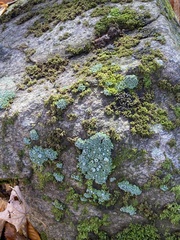Cladonia asahinae