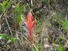 Pitcairnia