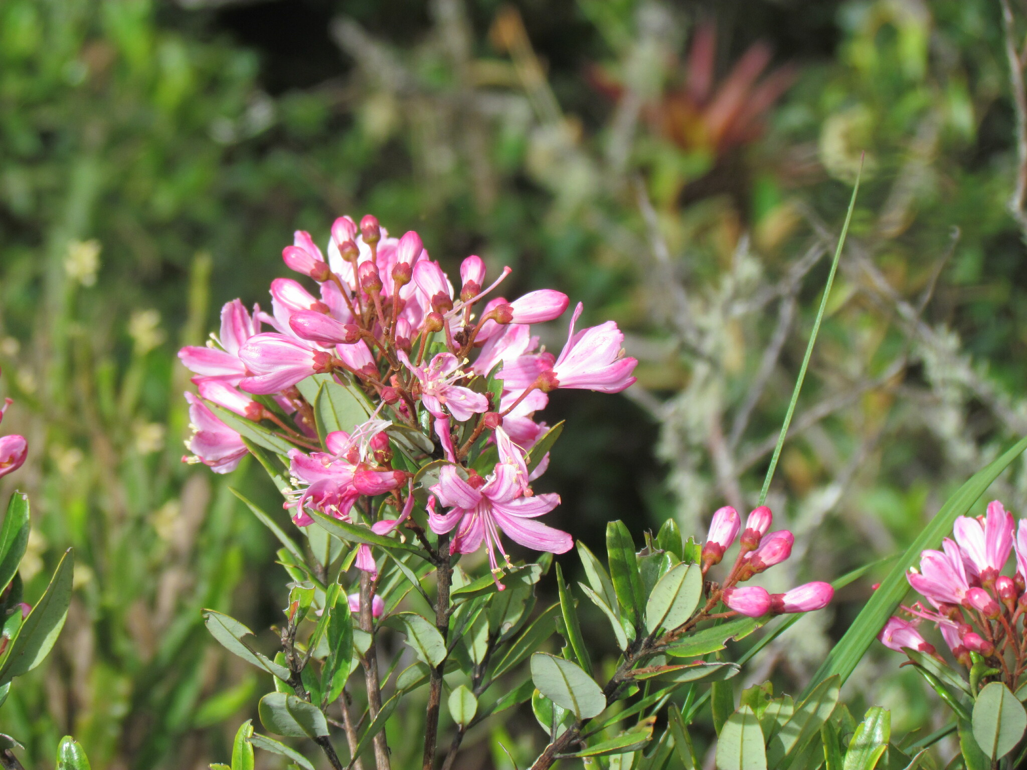 Bejaria aestuans image
