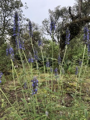 Salvia lavanduloides