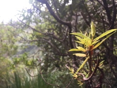 Veronica flavida