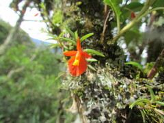 Fernandezia subbiflora