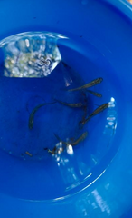 Pseudomugil signifer