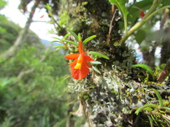 Fernandezia subbiflora