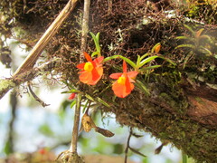 Fernandezia subbiflora