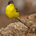 Western Yellow Wagtail - Photo (c) Paul Cools, some rights reserved (CC BY-NC)