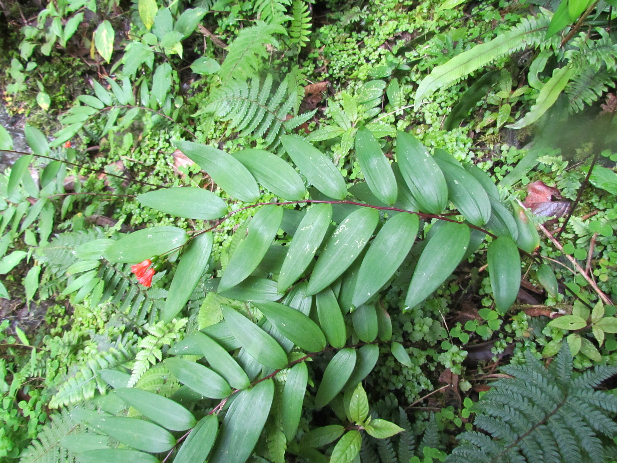 Bomarea distichifolia image