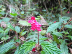 Begonia urticae
