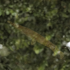 Lepisosteus platyrhincus