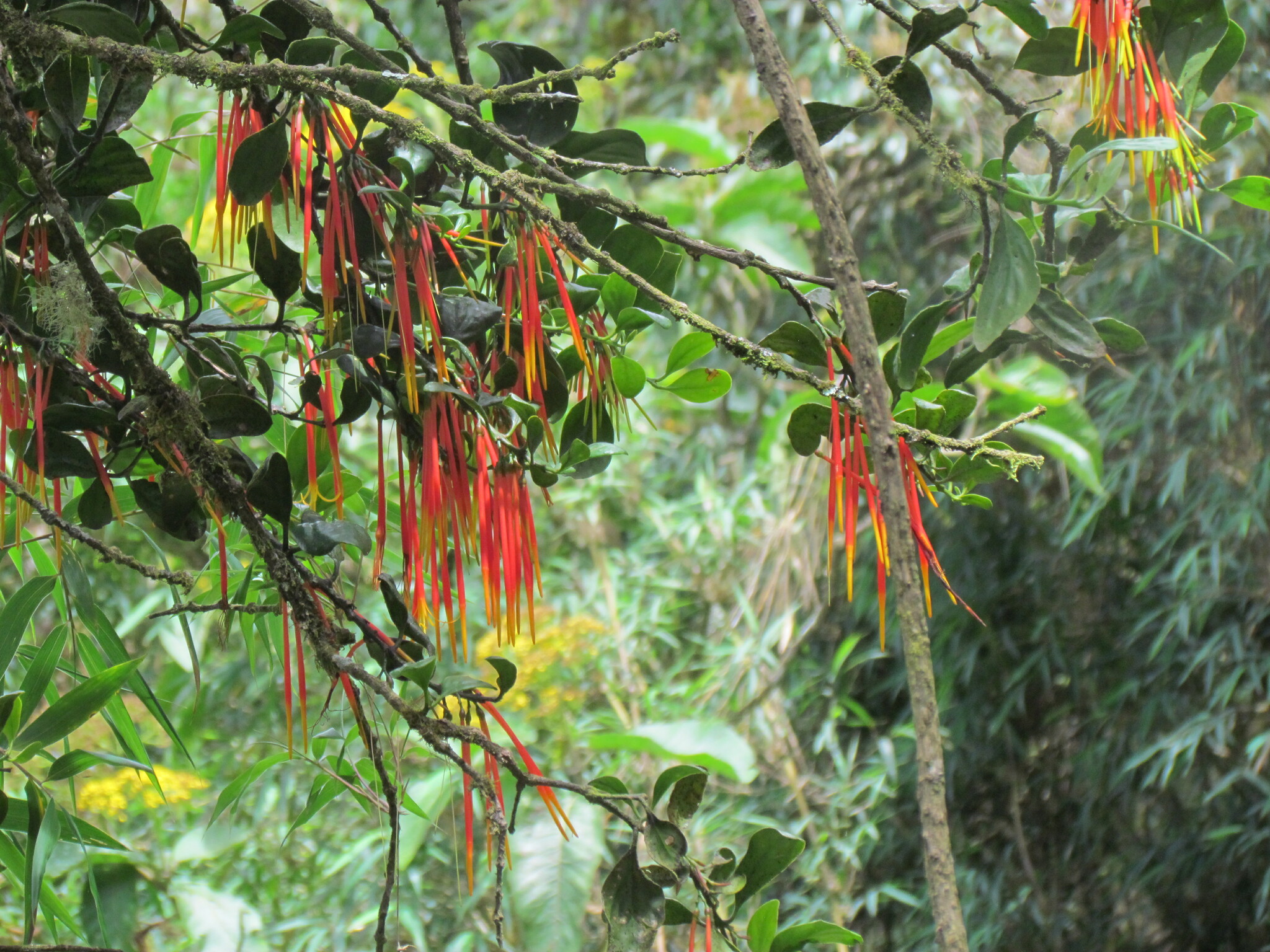 Aetanthus coriaceus image