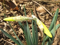 Narcissus pseudonarcissus