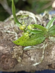 Drymoanthus flavus