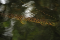 Lepisosteus platyrhincus