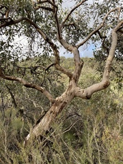 Eucalyptus cosmophylla