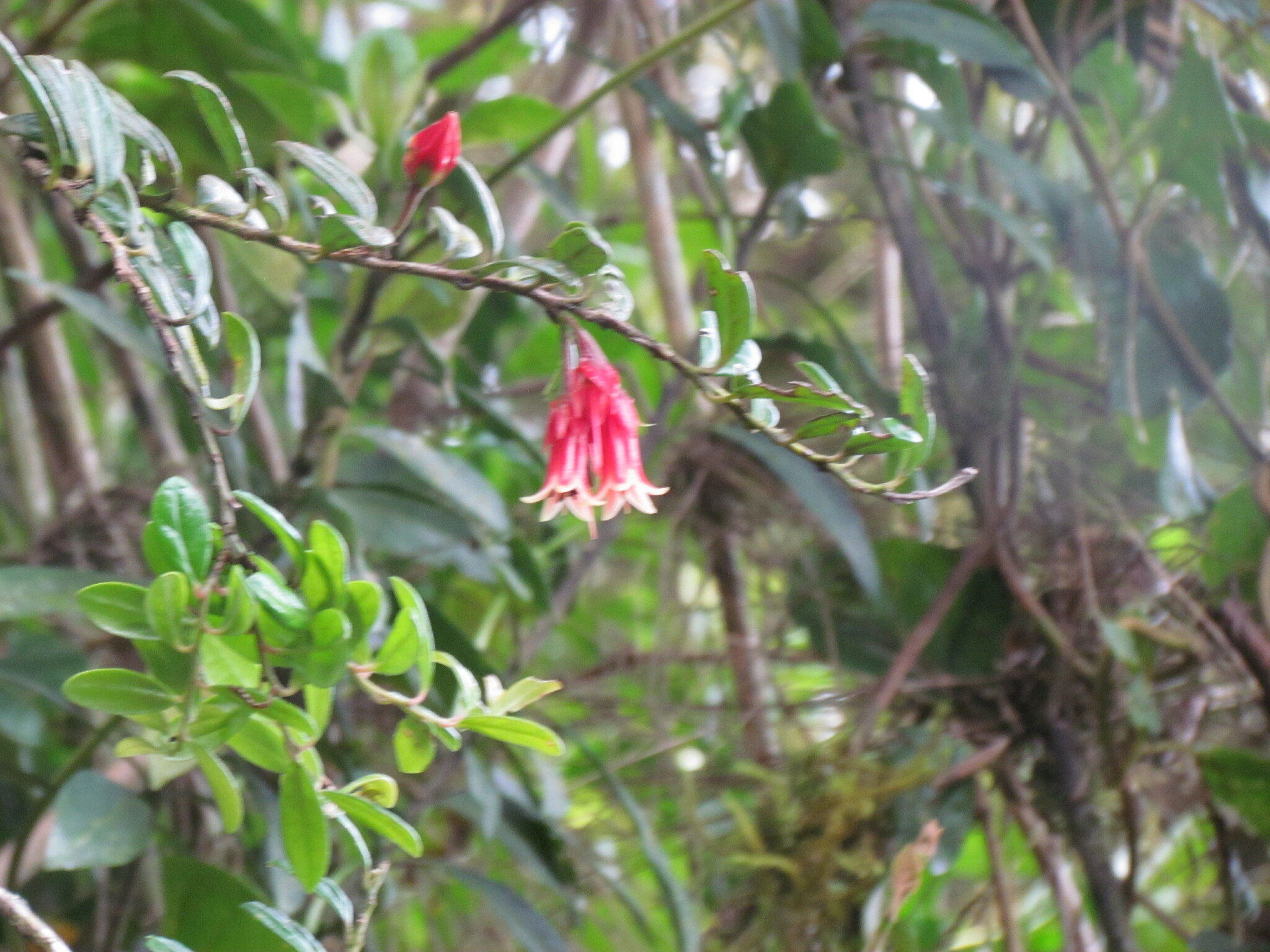 Ceratostema oellgaardii image