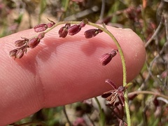 Gonocarpus tetragynus
