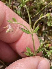 Gonocarpus tetragynus