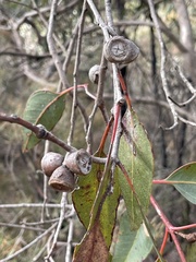 Eucalyptus cosmophylla